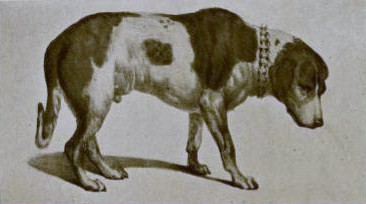Barry der Menschenretter, san bernardo rescatador, taxidermia del Museo de Berna