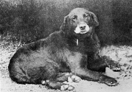 Buccleuch Avon, labrador negro fundador, fotografía histórica