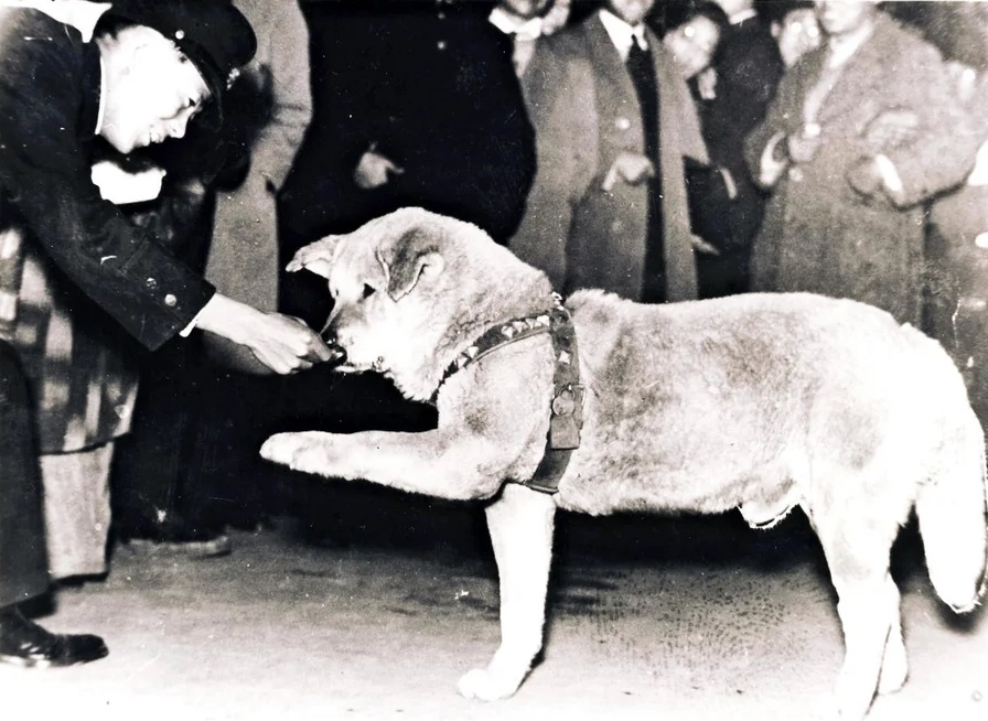 Hachikō, akita inu símbolo de fidelidad, fotografía original