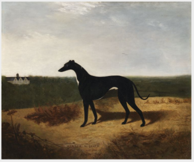 Master McGrath, greyhound irlandés tricampeón Waterloo Cup