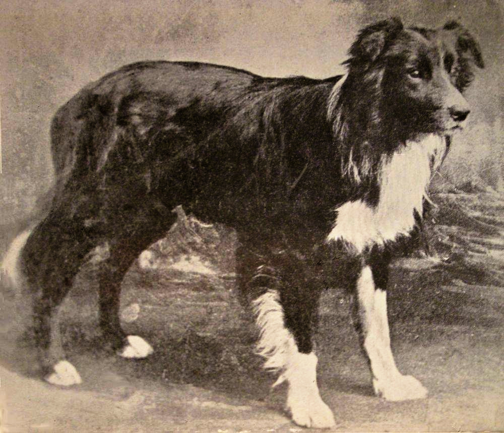 Old Hemp, border collie fundador de la raza, fotografía histórica