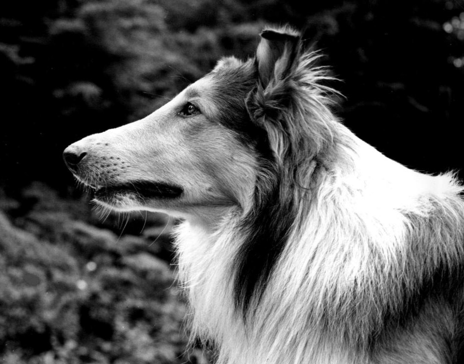 Pal von Glamis, collie original de las películas de Lassie