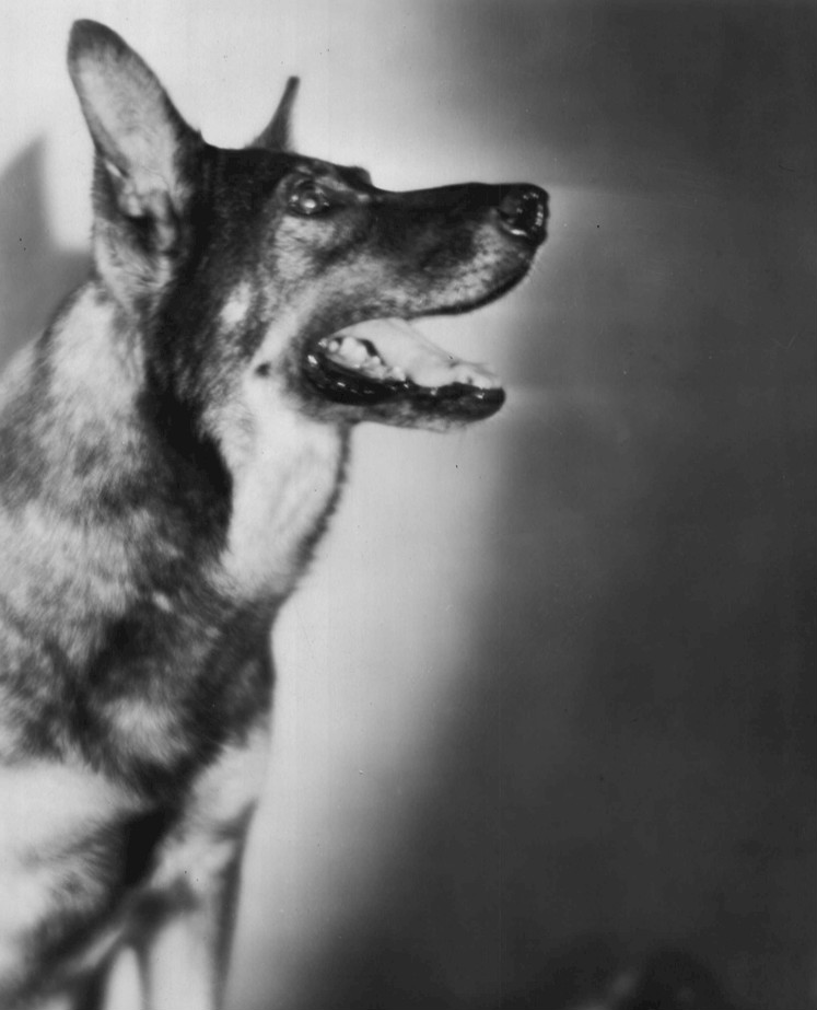 Rin Tin Tin, pastor alemán actor de Hollywood, retrato publicitario