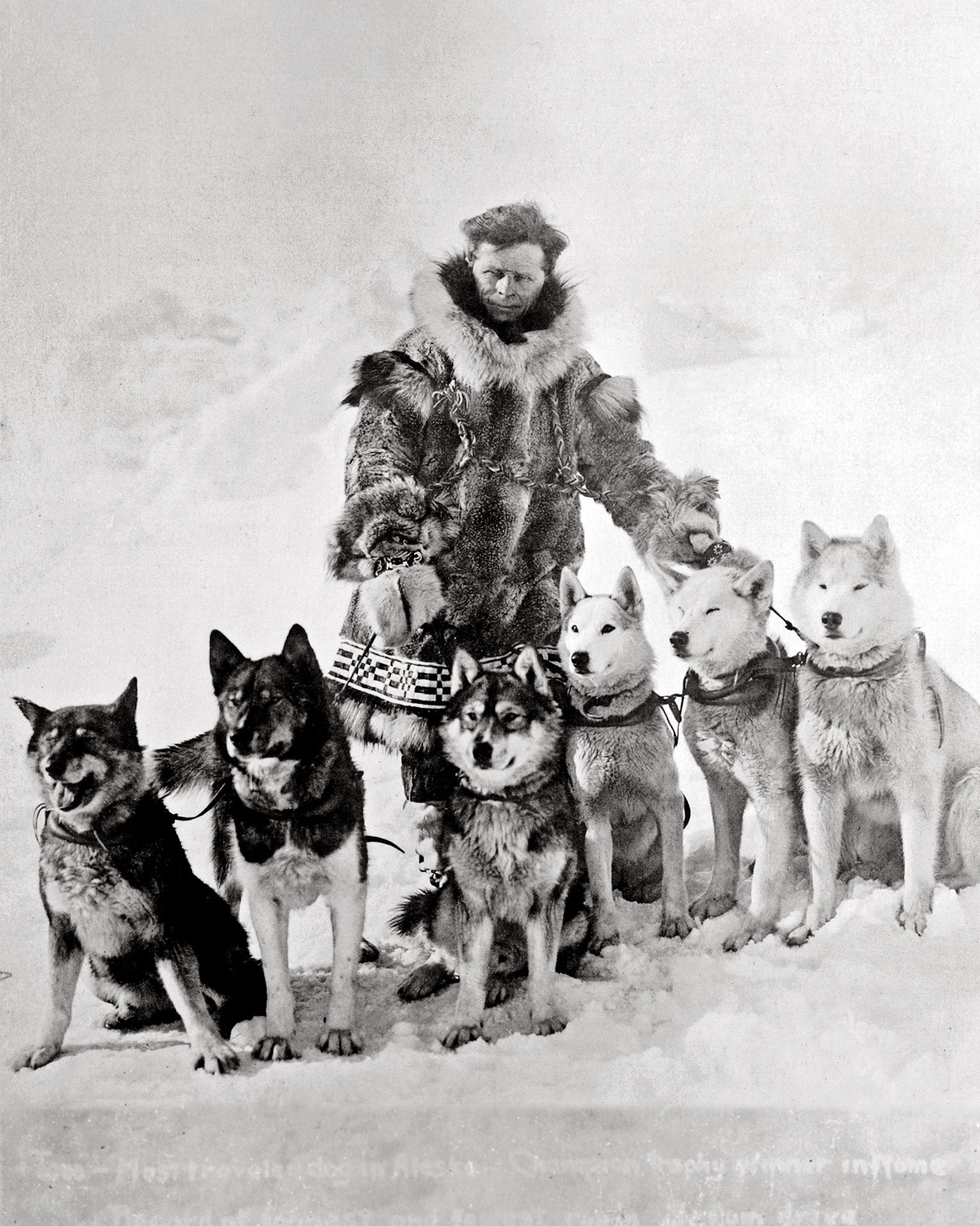 Togo, husky siberiano líder de la carrera del suero de Nome de 1925