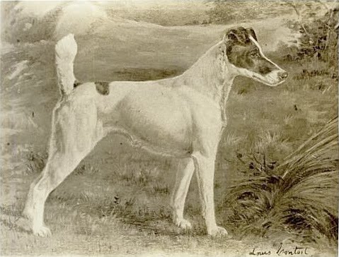 Ch. Warren Remedy, fox terrier smooth, tricampeona Westminster