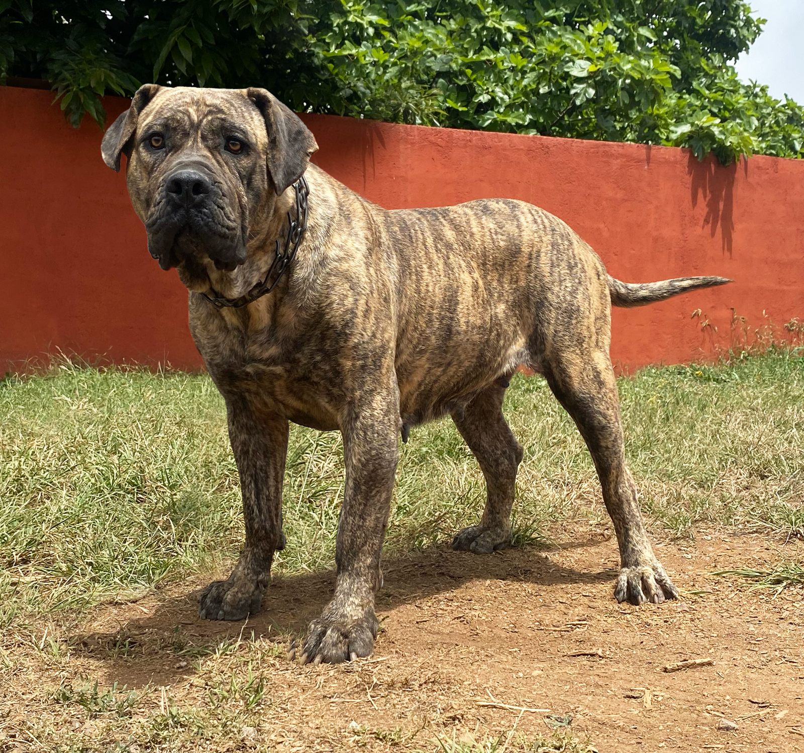 Helga de Irema Curtó