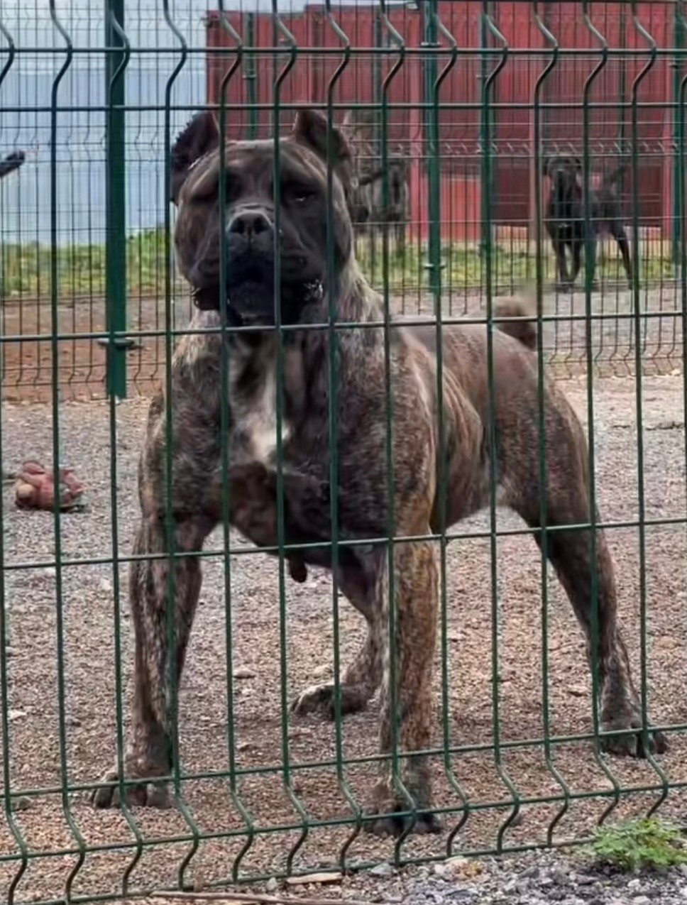 Dama IV de Irema Curtó