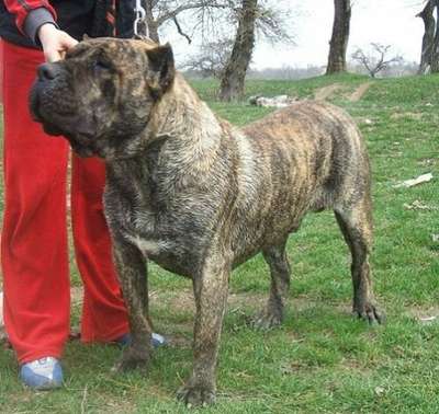 Somogyvar Reme Romeo