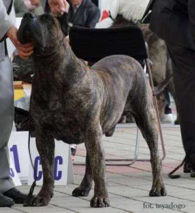 Inai de Canmuc