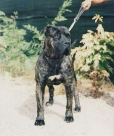 Jaro Atlas Asio