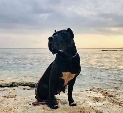 I'Gracie de la Arena