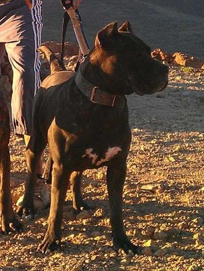 Jama de Perro de la Tierra