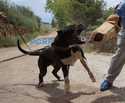 Guanche de Rucaden