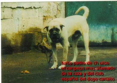Turco