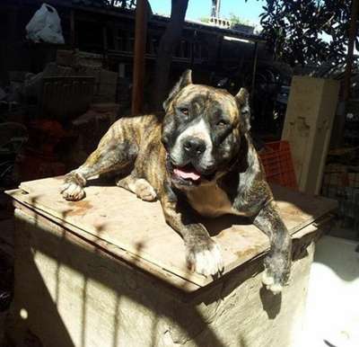 Guaya de la Taguara