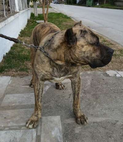 Ittu Bullsara del Pemba