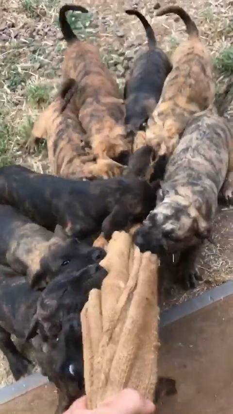 Fausto de Irema Curtó vídeo