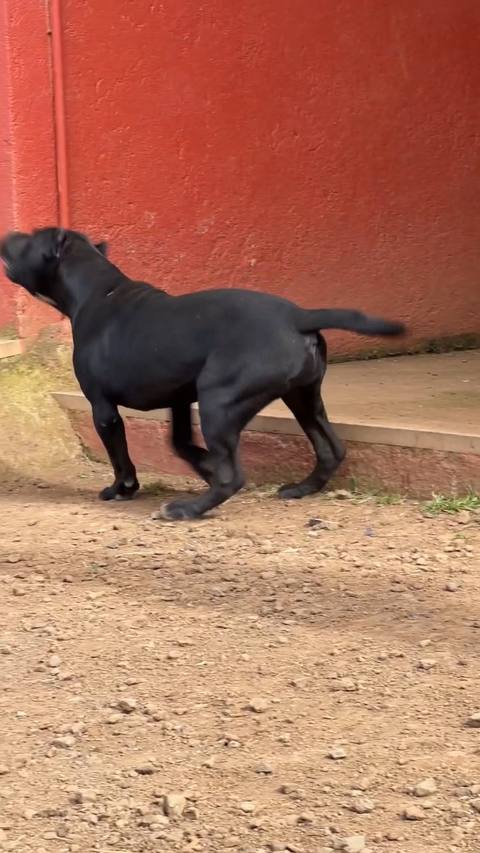 Queen de Irema Curtó vídeo