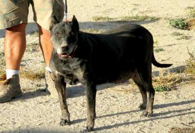 Ninfa de King Zulu