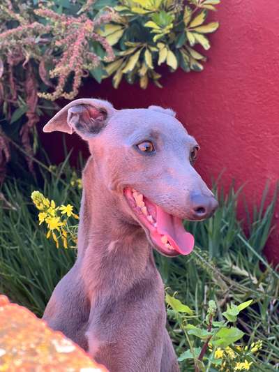 Ares Mon Amour Piccolo Bleu