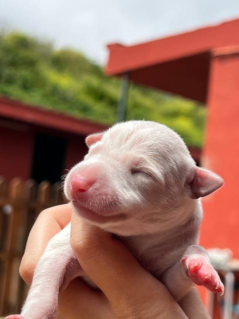 Lennon de El Nieto