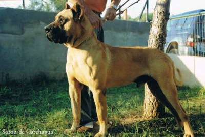 Soron de Garehagua