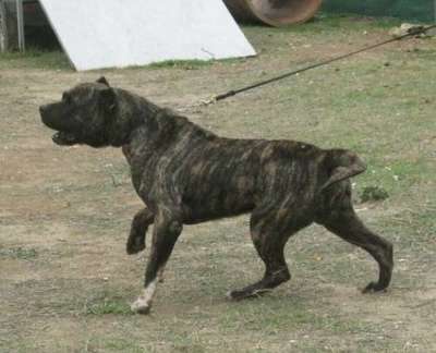 Teno de Rucaden