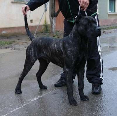 Demon de Targoviste