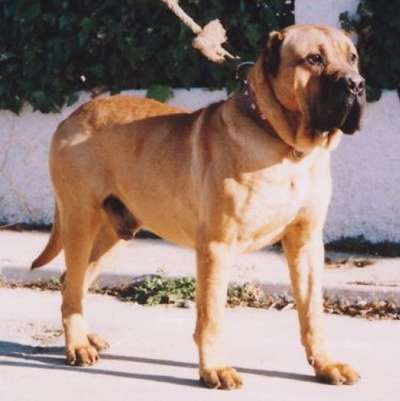 Farruco de los Bimbaches