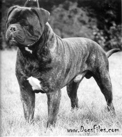 BLACKSLATE'S ACTION JACKSON