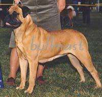 CH Blackslates Darling Dalilah