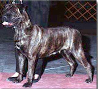AM CH Bandog's Mail Order Bride