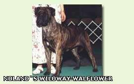 AM CH Noland Wyloway Wallflower