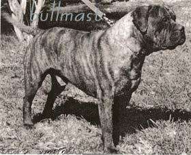 ROM Ch. Tauralan Hold That Tiger
