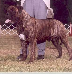 CH (AKC) Allstars Terry Thomas