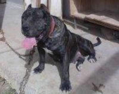 Cuba de Iron Bull