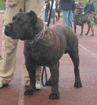 Maserati de Barnacan Bull