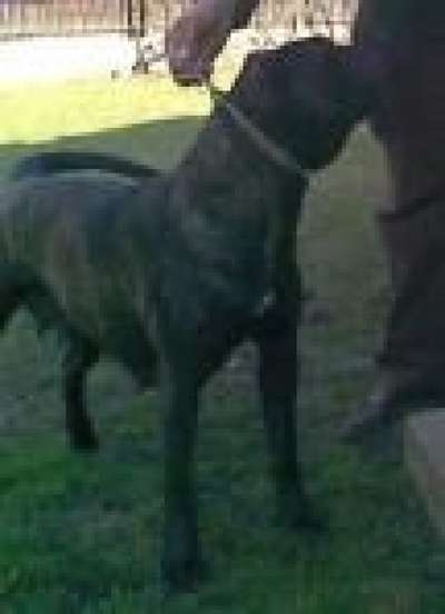 Galiz Bullsara del Pemba