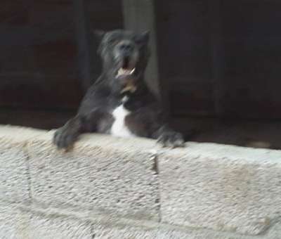Perra de Perro de la Tierra