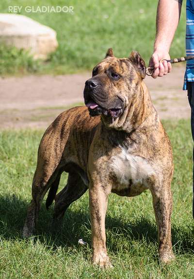 Hooch de Rey Gladiador