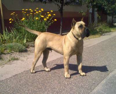 Perros Canarios Oros Congo