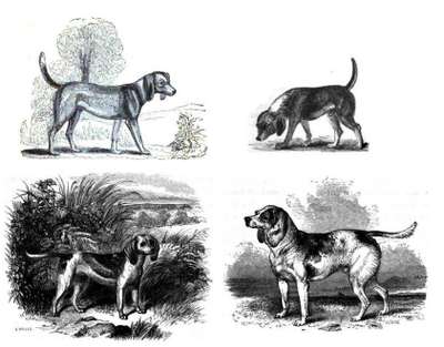 Beagle Honeywood (~1833)