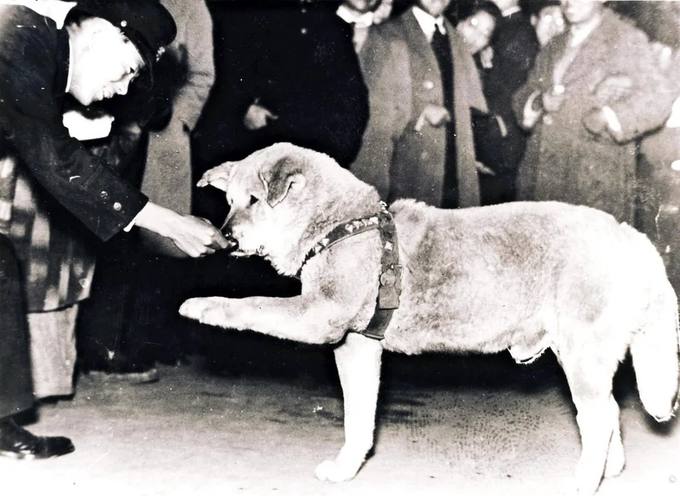 Hachikō, akita inu símbolo de fidelidad, fotografía original
