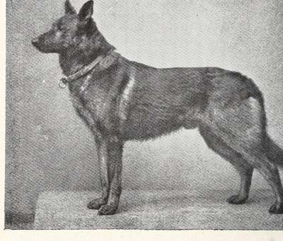 Hektor von Schwaben