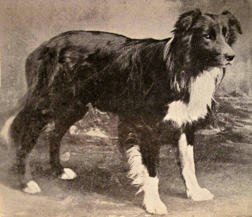 Old Hemp, border collie fundador de la raza, fotografía histórica