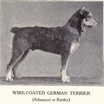 Schnauzer Mittelschlag (1915)