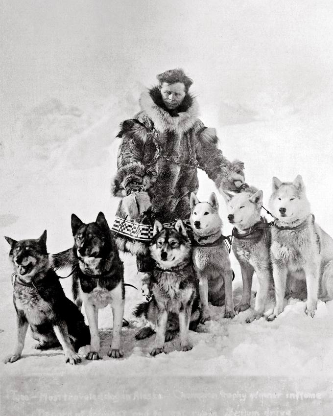 Togo, husky siberiano líder de la carrera del suero de Nome de 1925