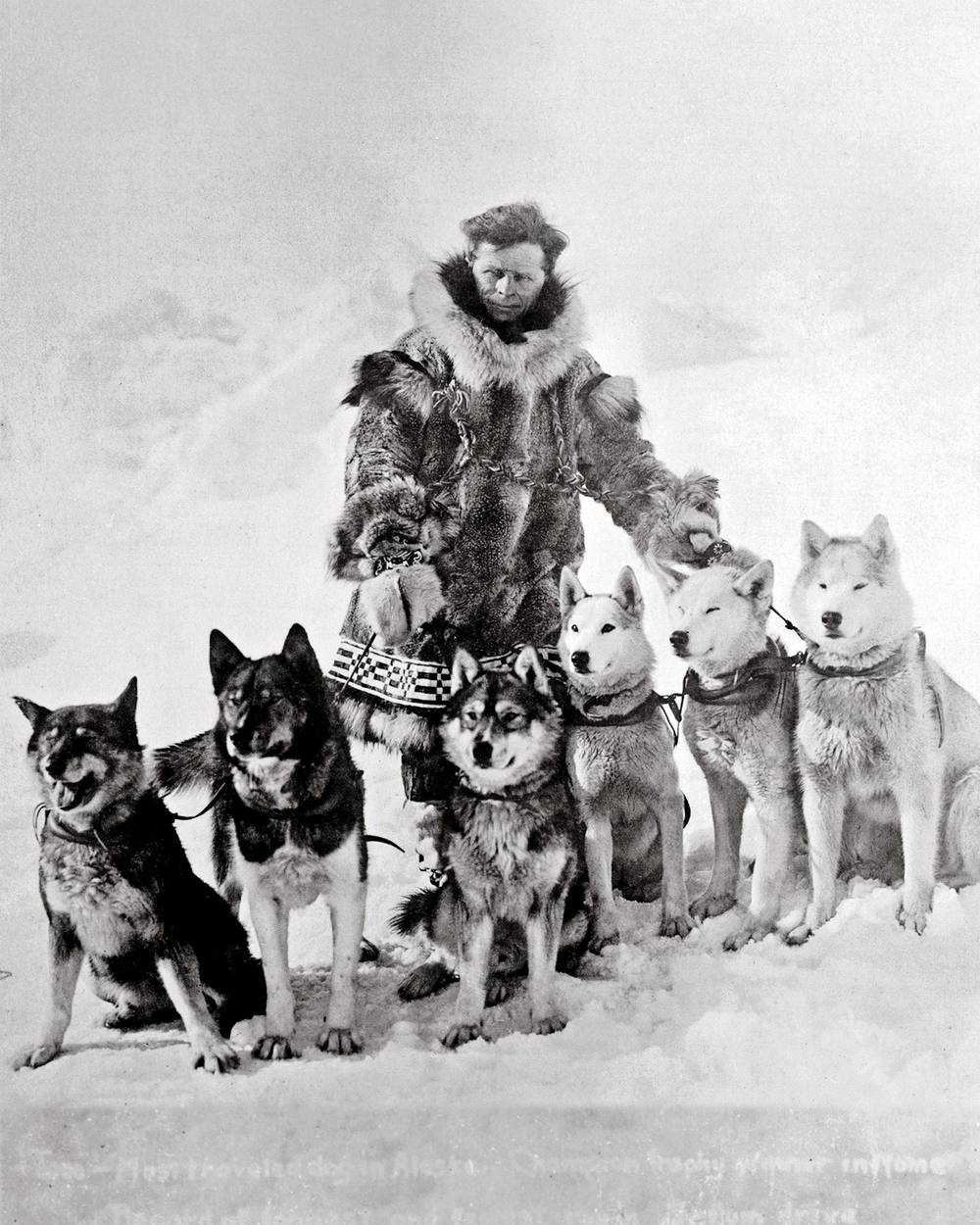 Togo, husky siberiano líder de la carrera del suero de Nome de 1925