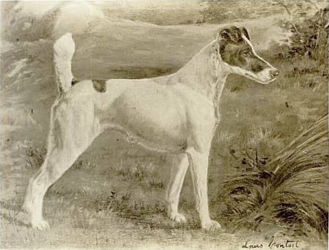 Ch. Warren Remedy, fox terrier smooth, tricampeona Westminster