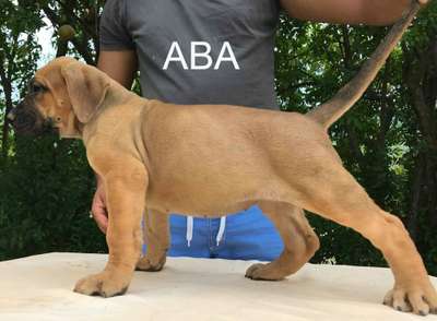 ABA DE SPALATO BULL